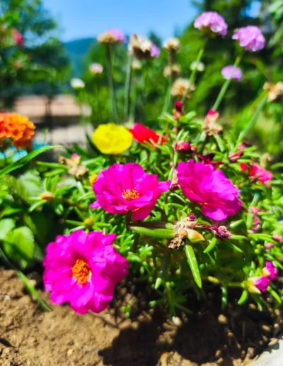 Jardin fleuri Ardèche