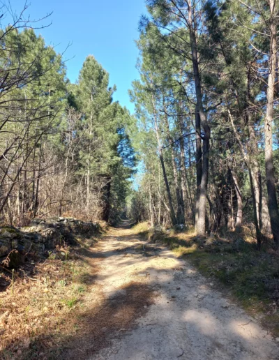 Piste forestière Ailhon